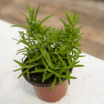 thumbnail image 6 of Rosemary Plant Live, Potted Rosemary Plant, 3 - 5 Inc Tall, Edible Herbs for Container and Outdoor Gảden, 6 of 6