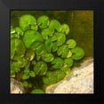 thumbnail image 2 of Tenoever, William 12x12 Black Modern Framed Museum Art Print Titled - Lillypads B, 2 of 5