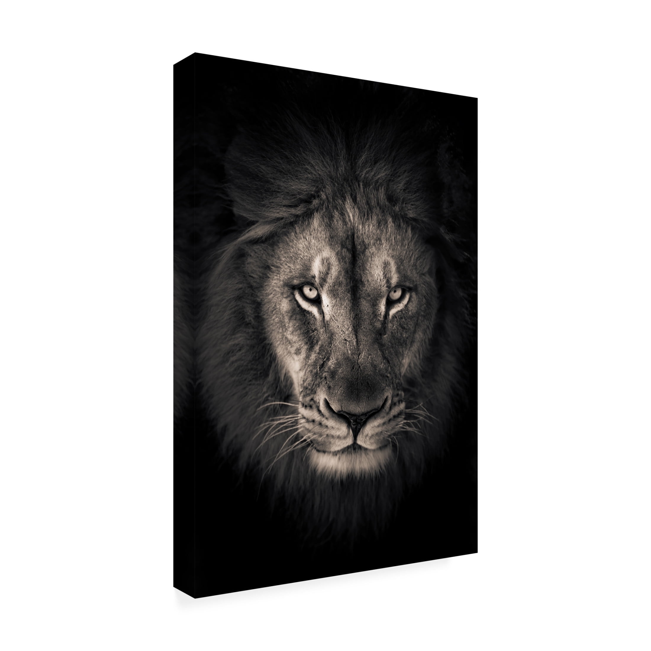 Trademark Fine Art Alex Zhao  The king Canvas Wall Art