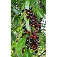 thumbnail image 2 of CZ Grain 20 Black Cherry Tree Plant Seeds, Fast Growing, Fruit Bearing, 2 of 2