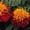 Harmony (mahogany w/orange), variant on French Marigold Flower Garden Seeds - Janie Series - Harmony - 1000 Seeds - Annual Flower Gardening Seeds - Tagetes patula