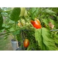 thumbnail image 4 of 500 Graines de Tomate Italienne ROMA Lycopersicon Lycopersicum Fruit Légume, 4 of 5