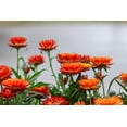 thumbnail image 6 of 100 ORANGE DOUBLE STRAWFLOWER Helichrysum Monstrosum Flower Seeds, 6 of 11