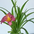 thumbnail image 3 of Expert Gardener Purple De Oro Daylily (2.5 Quart) Prolific Flowering Perennial - Full Sun Live Outdoor Plant, 3 of 7