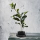 thumbnail image 5 of Porta alfileres con forma de flor de plumbo de 46 mm para arreglos artísticos Ikebana Kenzan redondo negro, 5 of 8
