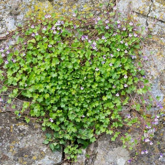 Outsidepride Kenilworth Ivy Seeds 8000 Cymbalaria Muralis Plant Seeds, Lilac Blooms Ground Cover
