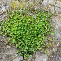 Outsidepride Kenilworth Ivy Seeds 8000 Cymbalaria Muralis Plant Seeds, Lilac Blooms Ground Cover