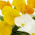 thumbnail image 3 of Expert Gardener 2.5QT Yellow Orange White Pansy Live Annual Plant Sun 3-Pack, 3 of 6