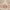 Ivory/Red, variant on SAFAVIEH Windsor Jayna Traditional Area Rug, Ivory/Red, 4' x 6'