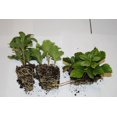 thumbnail image 2 of Pachysandra terminalis Japanese Spruge - 100 Bare Root Plants, 2 of 3