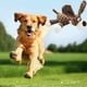 thumbnail image 2 of 3 juguetes para perros chirriantes, juguete de peluche para perros, juguetes interactivos para masticar perros grandes y pequeños (paquete de 3) JM, 2 of 5