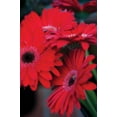 thumbnail image 2 of Berzel, Erin 11x14 Gold Ornate Wood Framed with Double Matting Museum Art Print Titled - Red Gerbera Daisies I, 2 of 4