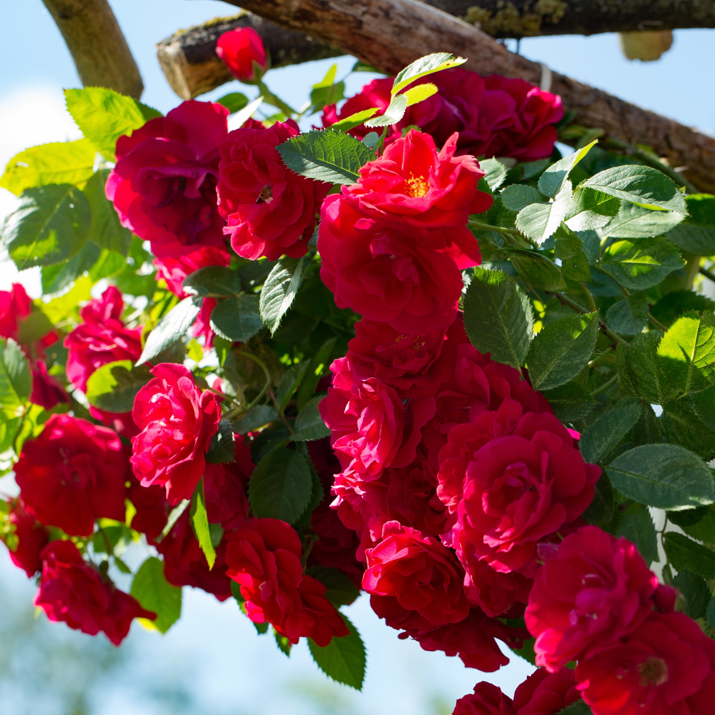 Live Bareroot Blaze Climbing Rose Shrub Condition with Full Sunlight - 2 Piece