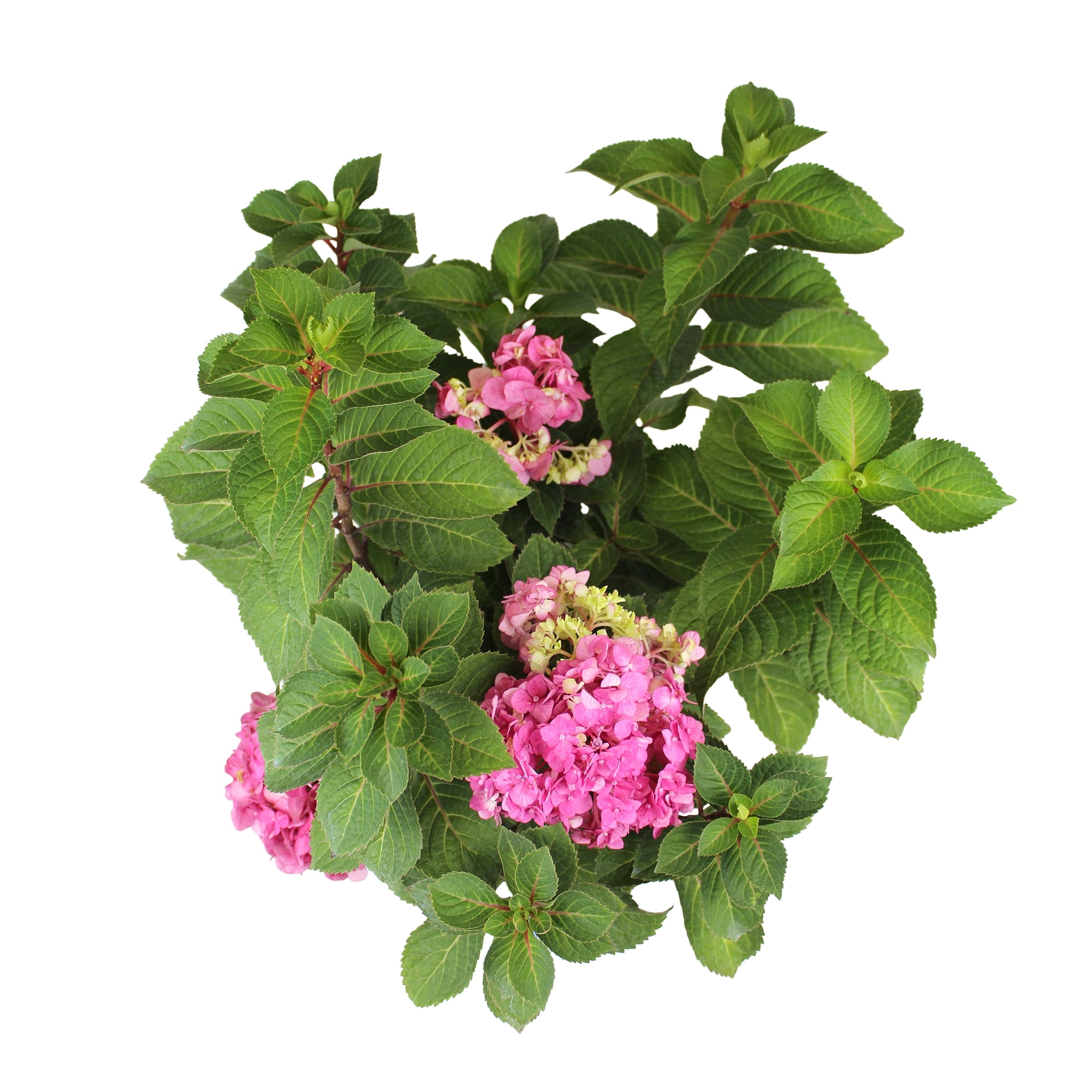 Endless Summer Pink Hydrangea Live Plant Shrub in 2 Gal. Grower Pot