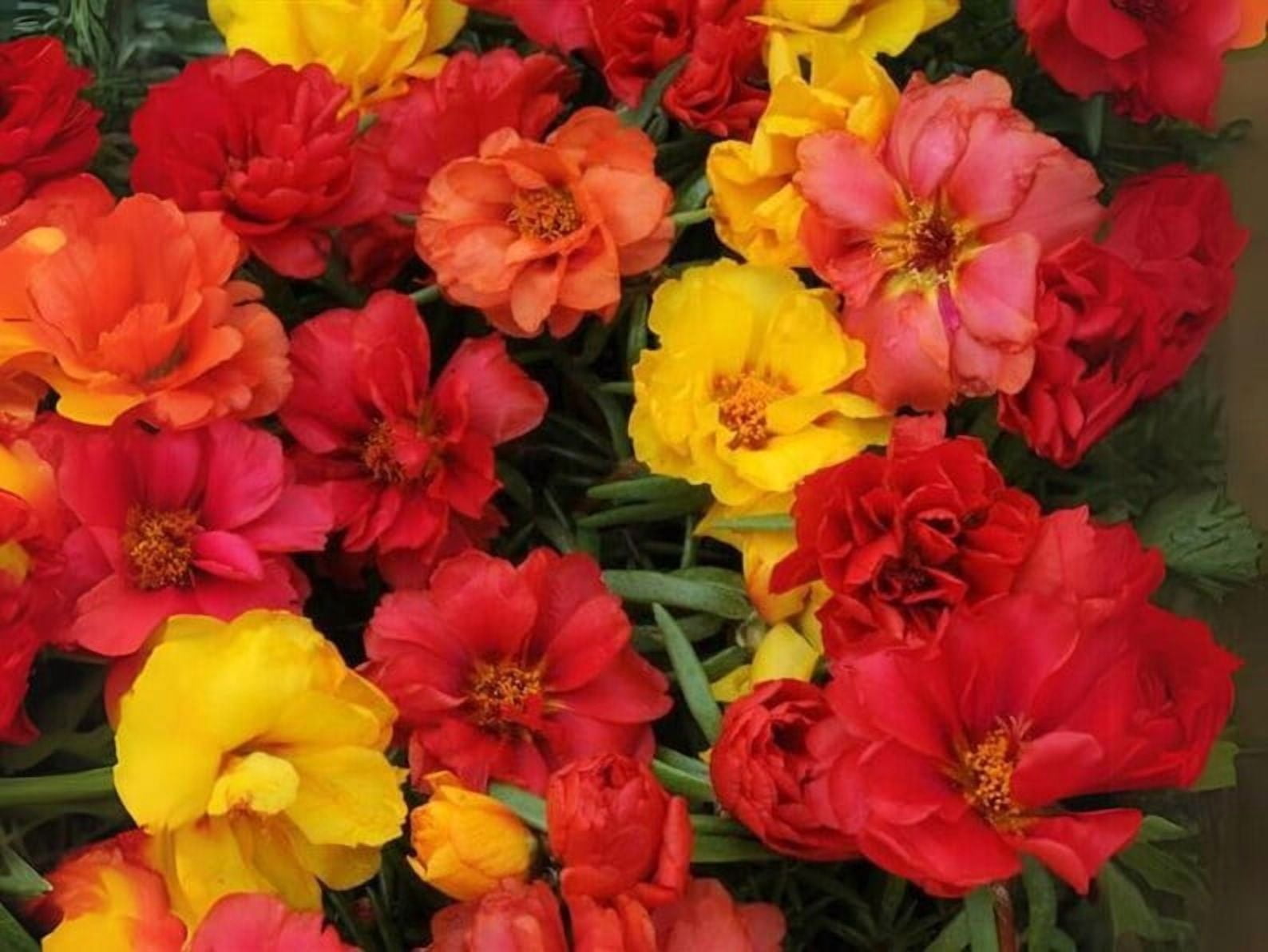 30 Seeds Portulaca Grandiflora Happy Hour Tropical Mix Moss Rose Heirloom Succulent Heat Tolerant Garden Flowers