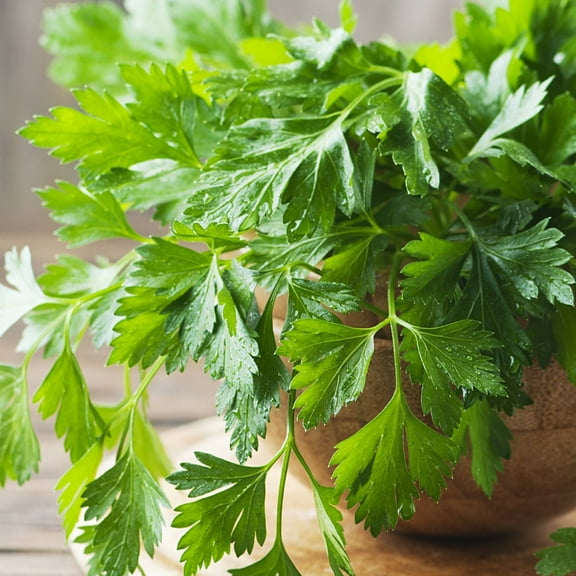 TomorrowSeeds - Giant Flat-Leaf Parsley Seeds - 2000  Count - For 2026 Planting USA Italian Basil