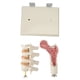 thumbnail image 2 of Modelo de columna vertebral de osteoporosis que demuestra el modelo educativo de lesión de osteoporosis para la enseñanza clínica ANGGREK Otros, 2 of 8