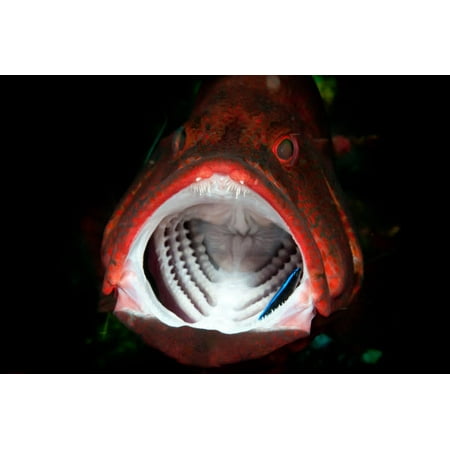 Red grouper with open mouth and cleaner wrasse Bali Indonesia Poster Print by Mathieu MeurStocktrek