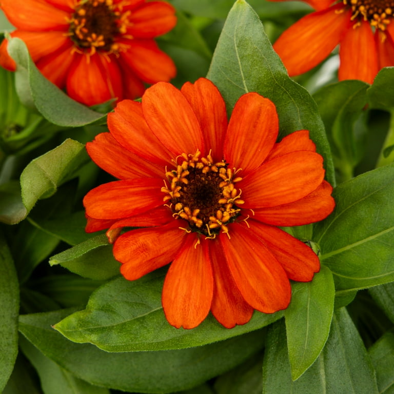 Expert Gardener 6 Pack Orange Zinnia Live Plant Grower Pot