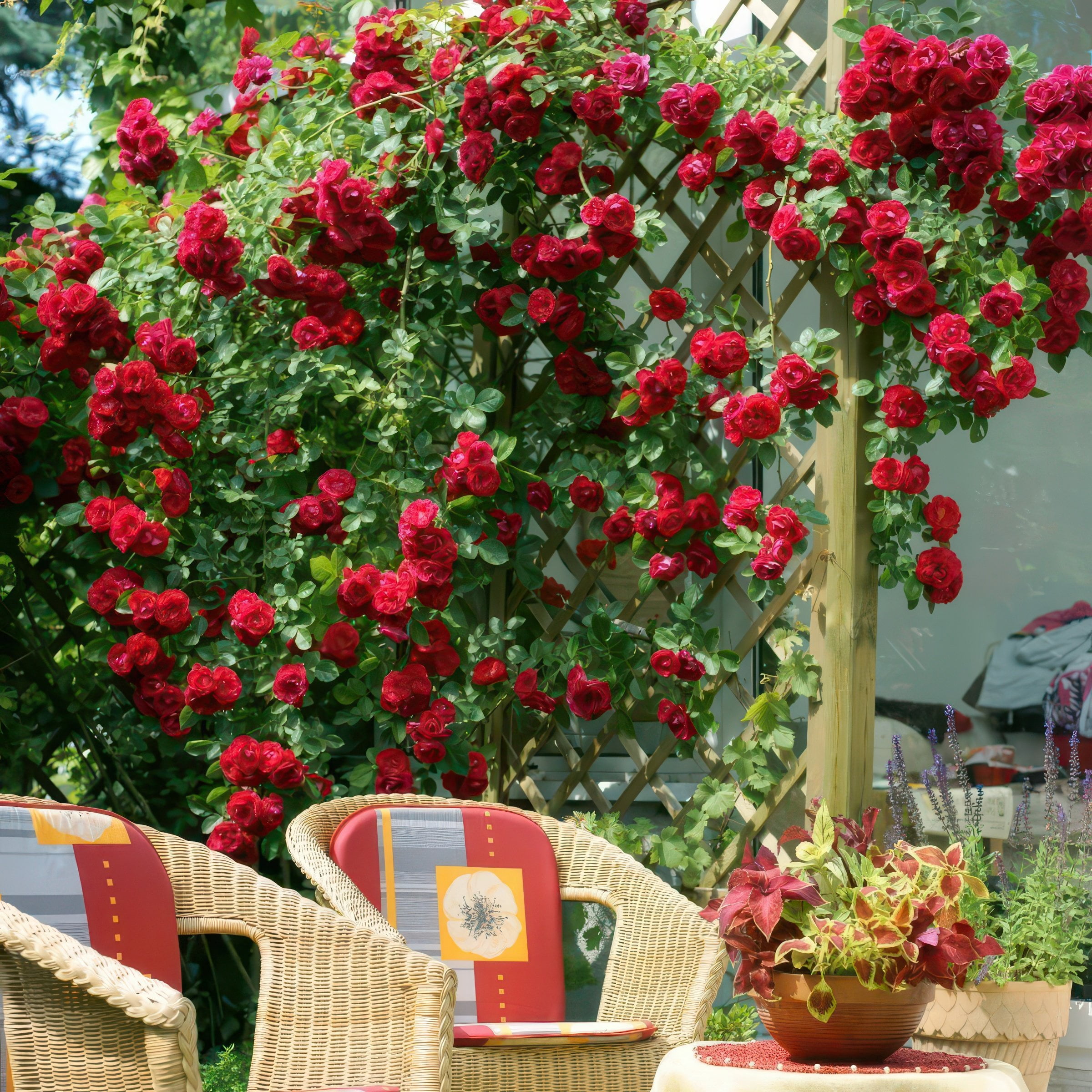National Plant Network Bare Root Rose Climbing Blaze with Red Flowers (5-pack)