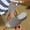 Gray Wedge Shoes for Women, variant on CYMMPU Women's Mesh Knit Open Toe Slide Sandals, Slip On Breathable Wedge Platform Slippers, Summer Daily Walking Shoes Gray 36