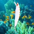 thumbnail image 4 of Cebo para señuelos de calamar Hugo Señuelo de pesca 13 cm, 4 of 8
