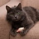 thumbnail image 2 of Ratón de gato de imitación de felpa, divertido juguete para gato que se golpea solo, ratón de juego y hierba gatera de razas medianas, 5 uds. (Color), 2 of 5
