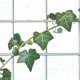 thumbnail image 2 of 20 clips autoadhesivos para fijar plantas trepadoras de jardín., 2 of 6