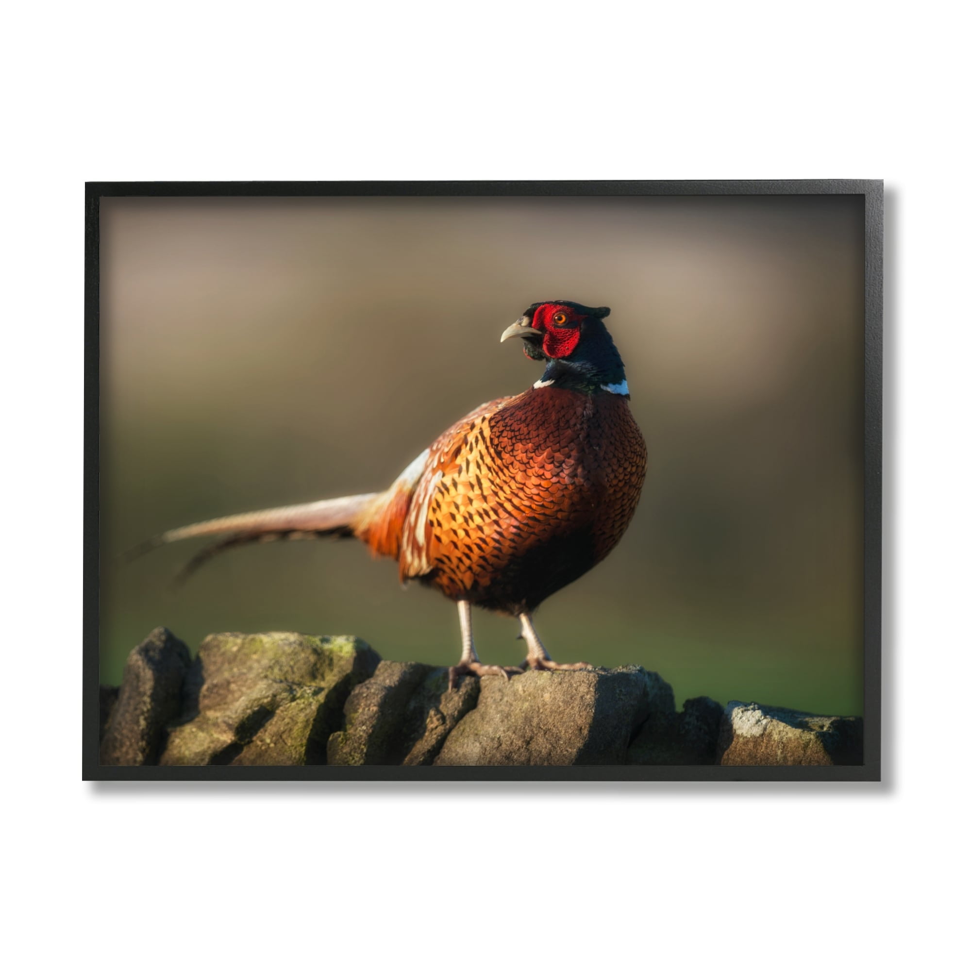 Stupell Industries Illuminated Pheasant Bird Standing Woodland Nature Scenery Photograph Gray Framed Art Print Wall Art, Design by James Dobson