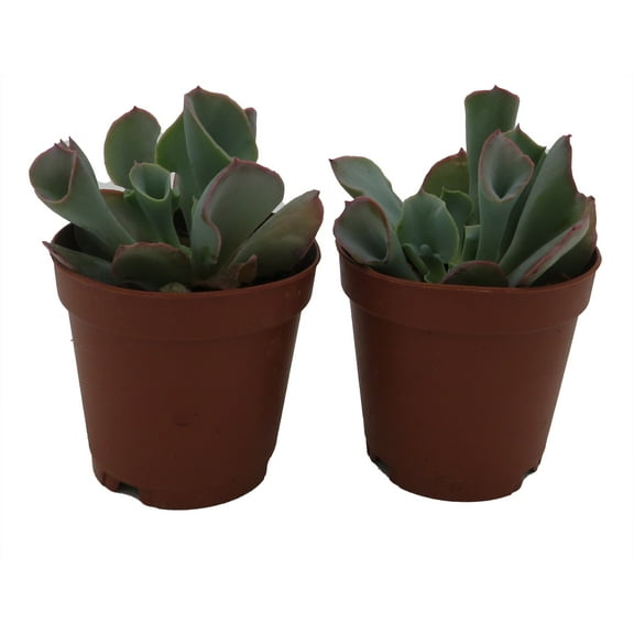 Pink Trumpet Succulent - Echeveria - 2 Plants in 2" Pots