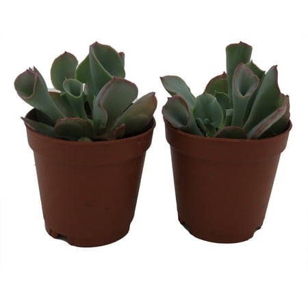 Pink Trumpet Succulent - Echeveria - 2 Plants in 2" Pots