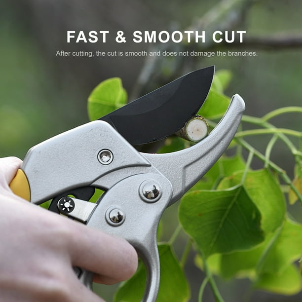 Rose 2024 pruning scissors