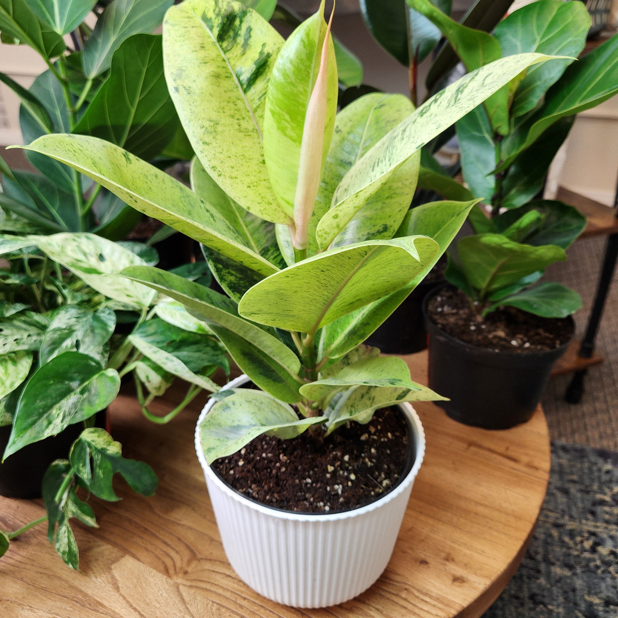Element Variegated Ficus Shivereana in 6" White Decor Pot (Approx 15" Tall) Live Plant