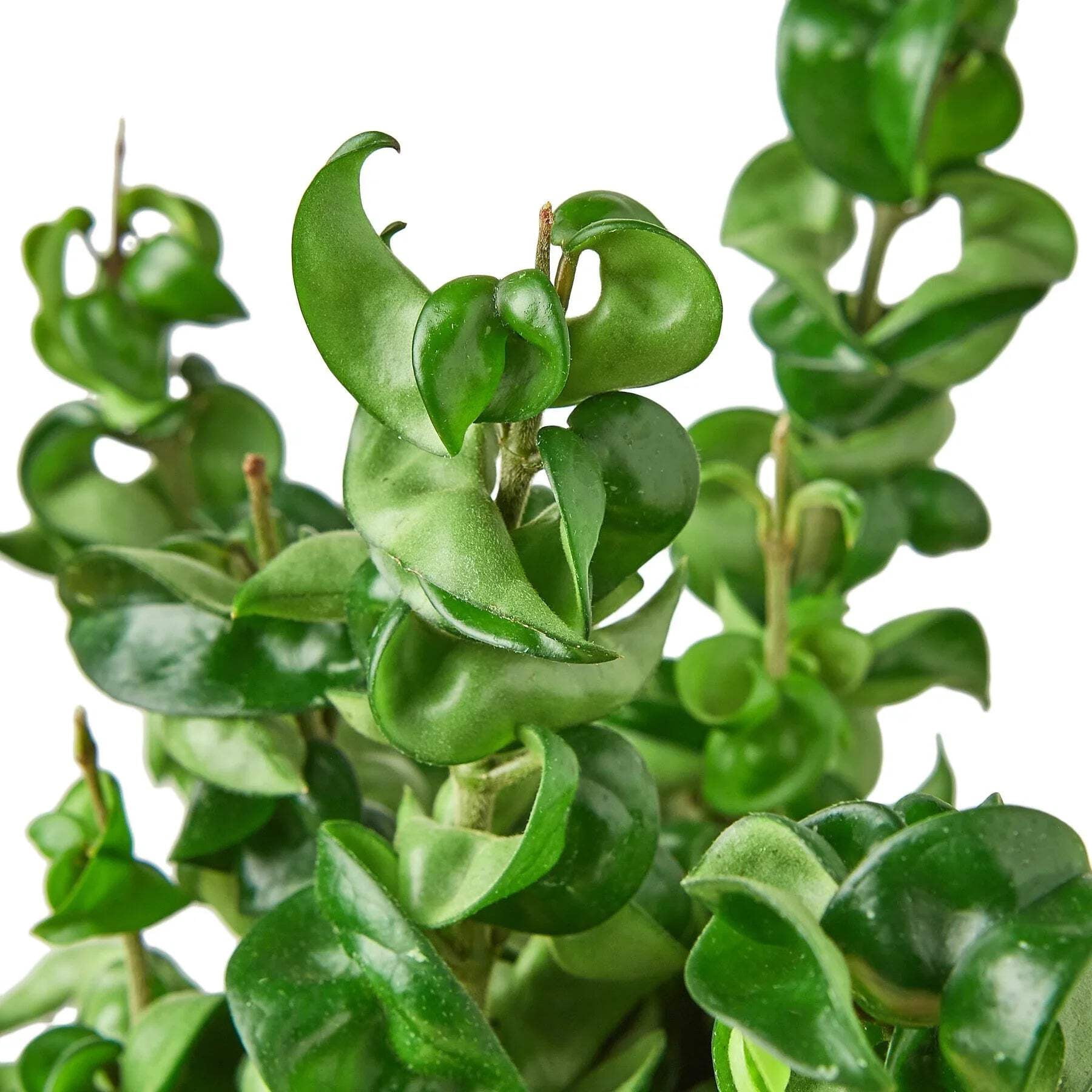 Hoya Rope Plant, 4" Pot, Indoor Houseplant, Easy Care, Live Plant for Indoor & Outdoor