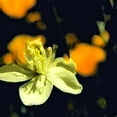 thumbnail image 2 of Popcorn 20x20 White Modern Wood Framed Museum Art Print Titled - Moody White Flower I, 2 of 4