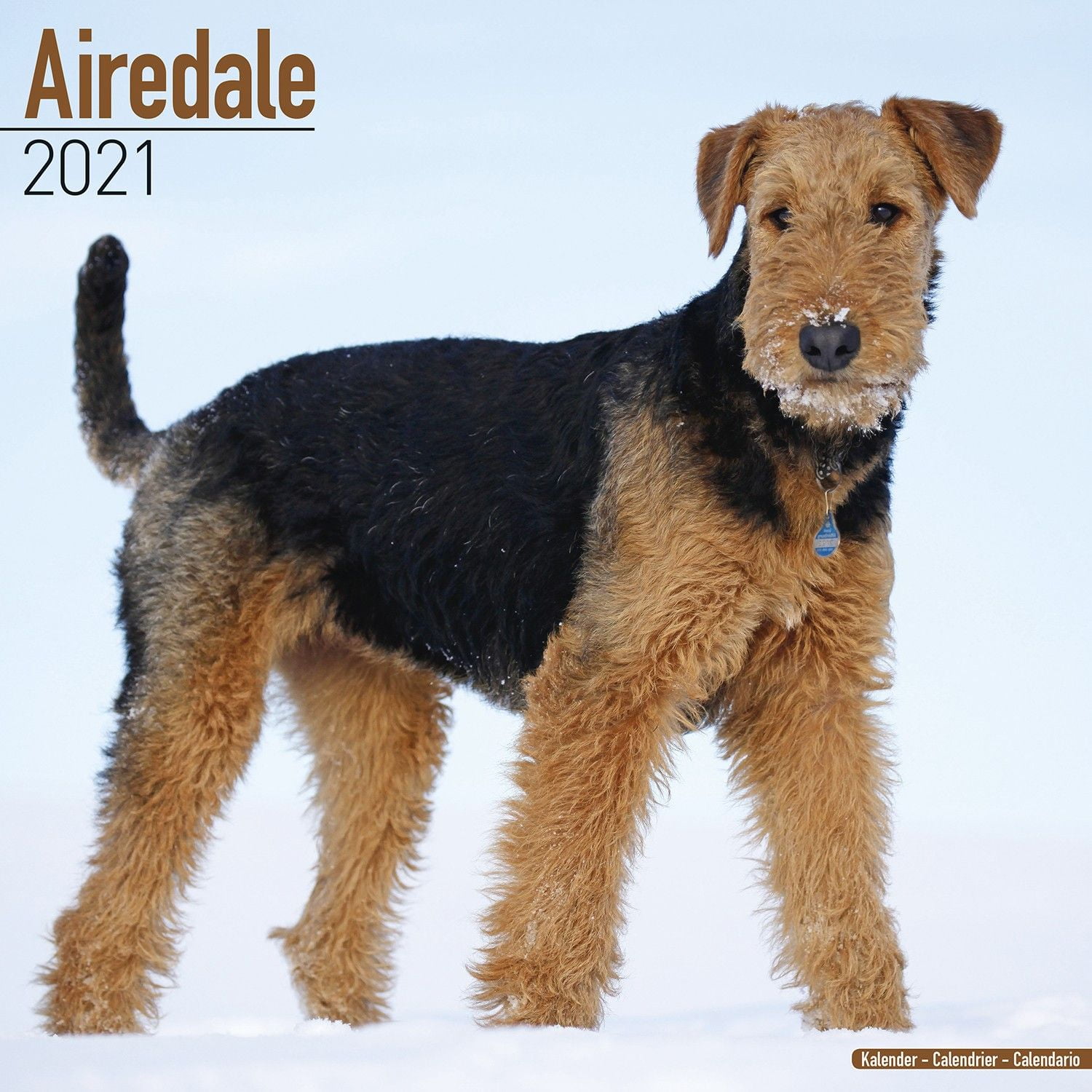 Airedale Calendar 2021 - Airedale Dog Breed Calendar - Airedales