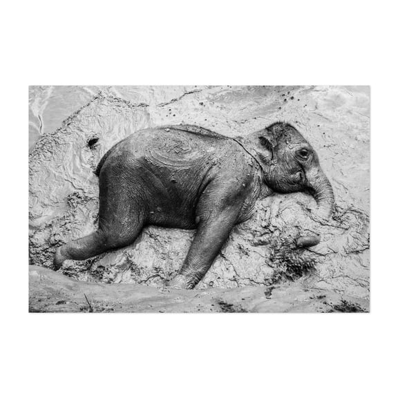 Rescued Joy: Baby Elephants Mud Bath in Thailand - Photography Wildlife Black and White Nature Animal Portrait Unframed Wall Art Print 32 x 48 inches