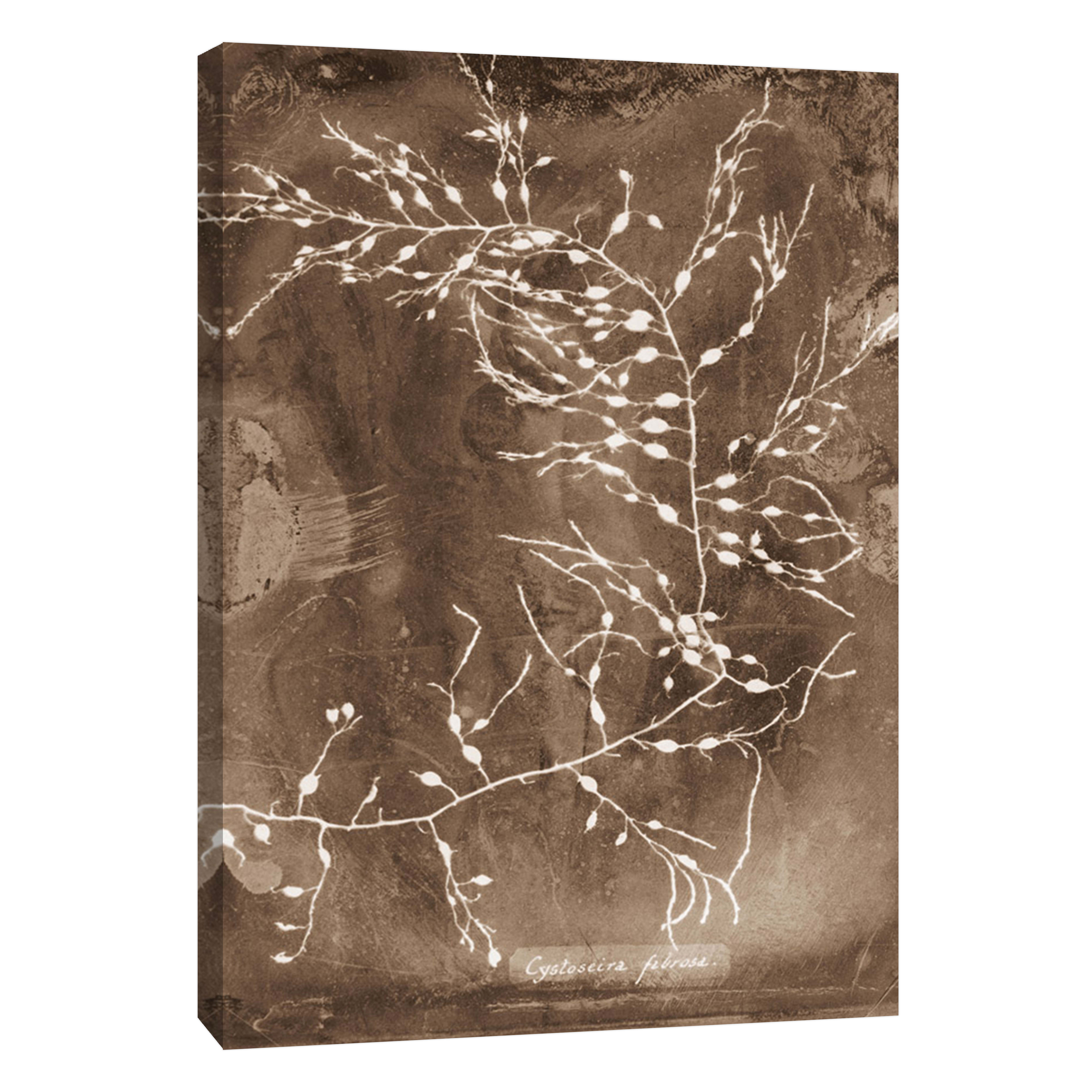 PTM Images,Natural Forms Sepia 2, 16x20, Decorative Canvas Wall Art