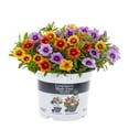 thumbnail image 2 of Better Homes & Gardens 3QT Hawaiian Gold Calibrachoa Live Annual Plant Sun 2-Pack, 2 of 5
