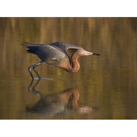 Craigslist Ft Myers Fl Furniture Reddish Egret Reflected in Water and Preparing to Take Off, Ft. Myers Beach, Florida, USA Print Wall Art By Ellen Anon ()