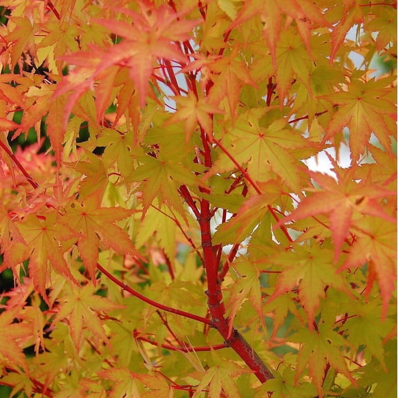 RedCrocus Sango Kaku Japanese Maple- Vibrant Foliage & Coral Red Bark- Ornamental Tree for Gardens & Landscaping 1.5" cal, 5/6' h 15 Gallon