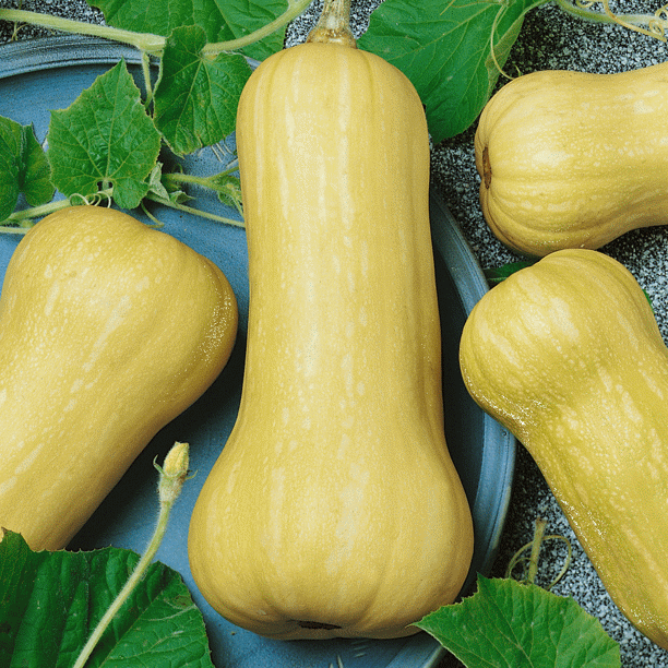 Everwilde Farms 1 Lb Waltham Butternut Winter Squash Seeds Gold Vault Bulk Seed Packet