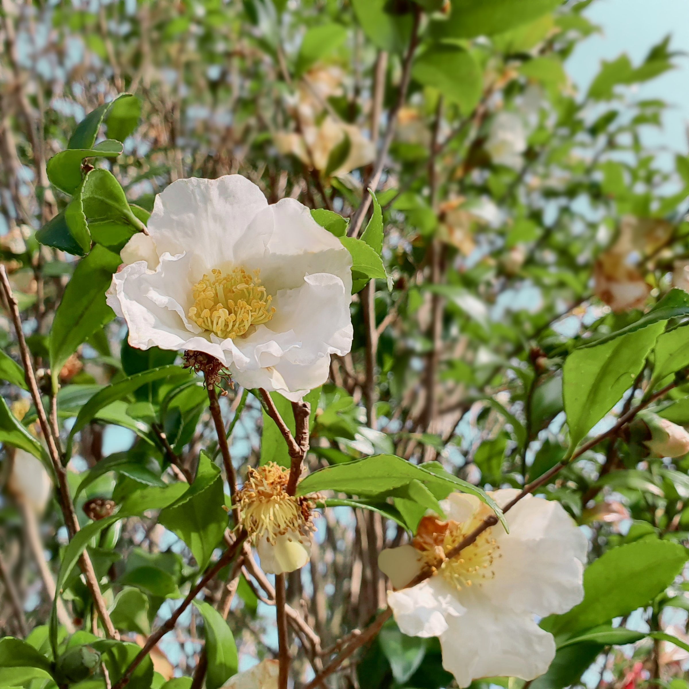 National Plant Network 1 gal. Camellia Sasanqua Daydream Believer Shrub