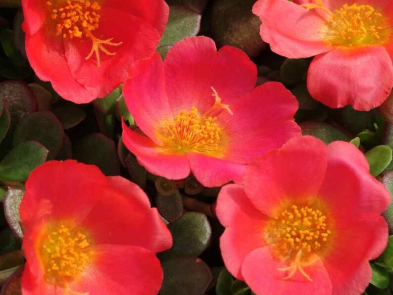 30 Seeds Rose Moss Toucan Portulaca Oleracea Heirloom Succulent Colorful Flowers Drought Tolerant Garden Planting