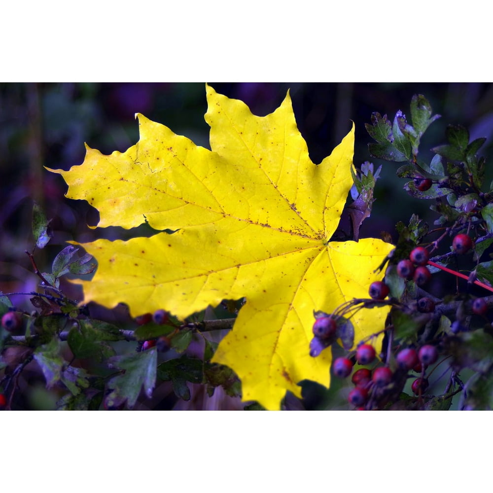 Yellow Clone Glow Leaf Gold Autumn Sunny 20 Inch By 30 Inch Laminated