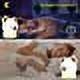 thumbnail image 5 of Luz nocturna Koala para habitación de niños, lámpara Koala, luz nocturna para niños, dormitorio, lindos regalos Koala para niñas, luz nocturna portátil de silicona blanda para bebé, lámpara para niño, 5 of 5