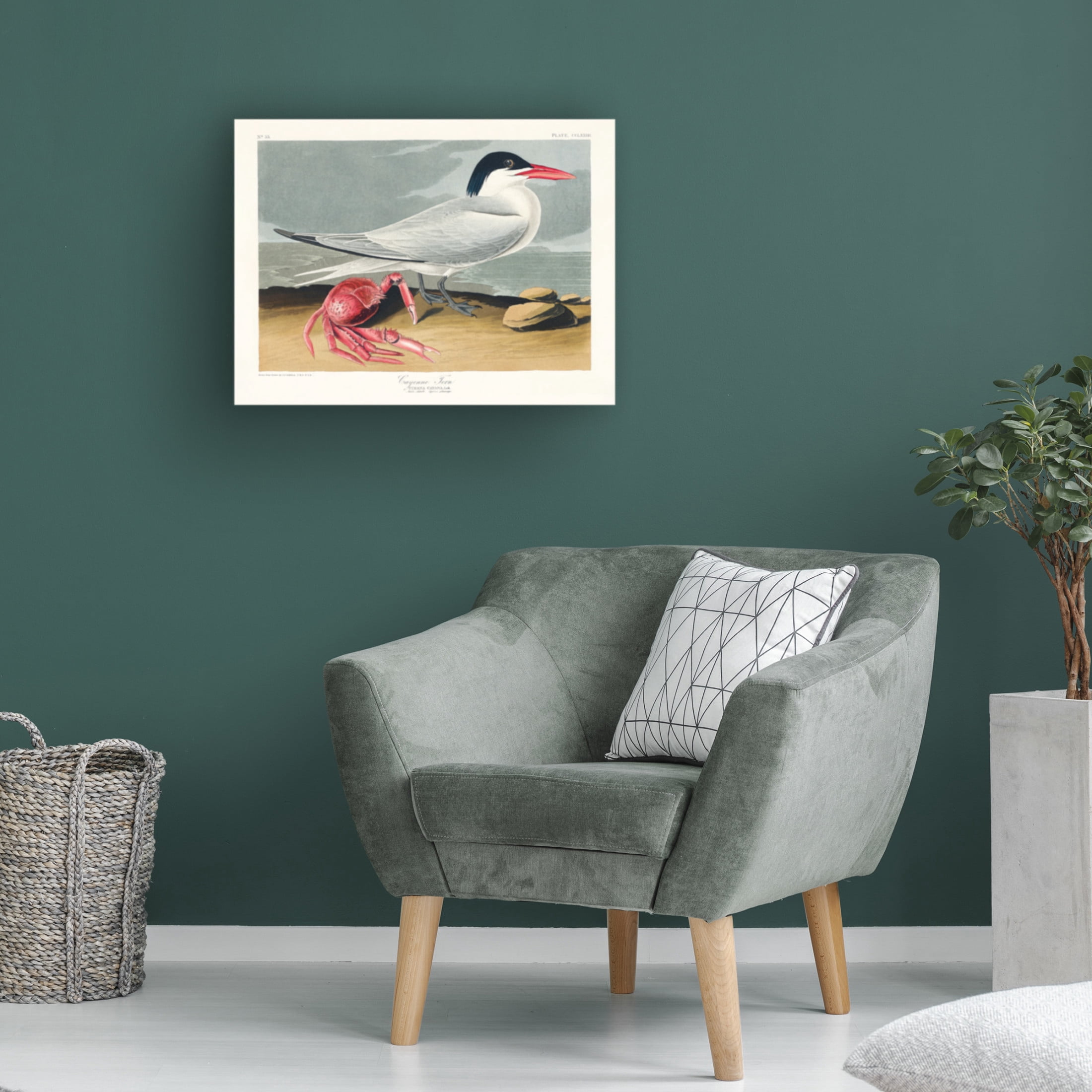 Trademark Fine Art Pictufy   Cayenne Tern From Birds of America 1827 Canvas Wall Art