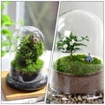 thumbnail image 3 of Terrarios de vidrio para plantas, frascos de vidrio tipo campana, rosas, suculentas, macetas para bonsáis, cúpulas cloche, microjarrones paisajísticos., 3 of 6