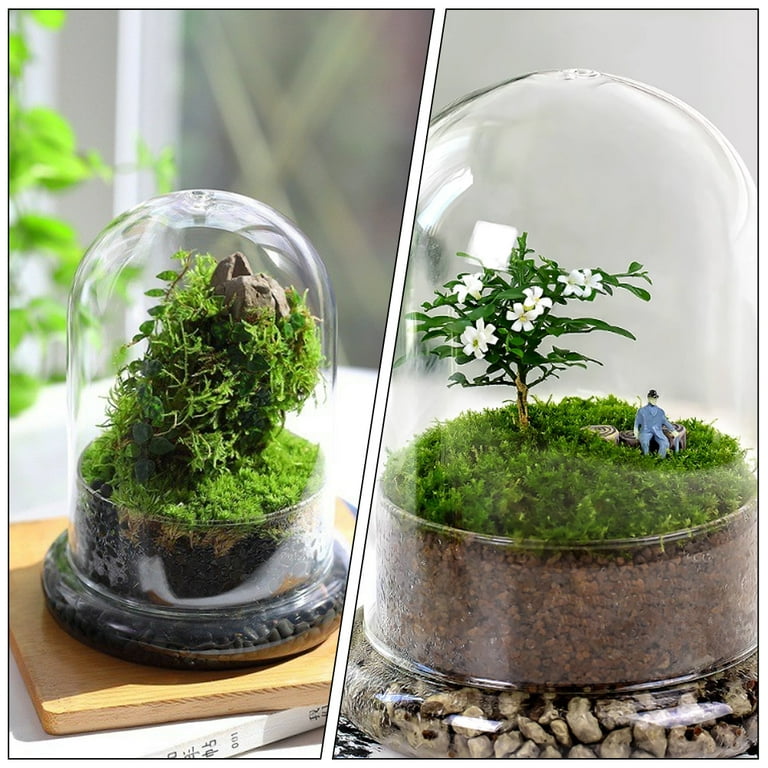 FUEENIRVA Transparent Glass Dome with Base Decorative Terrarium Jar for  Indoor Plant Display - Walmart.com