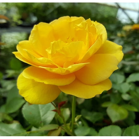 Julia Child Rose Bush - Butter Yellow - 4" Pot